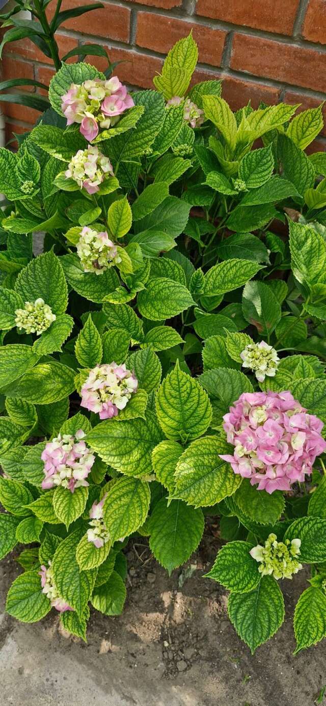 Гостиница Гостевой дом Анапа-90