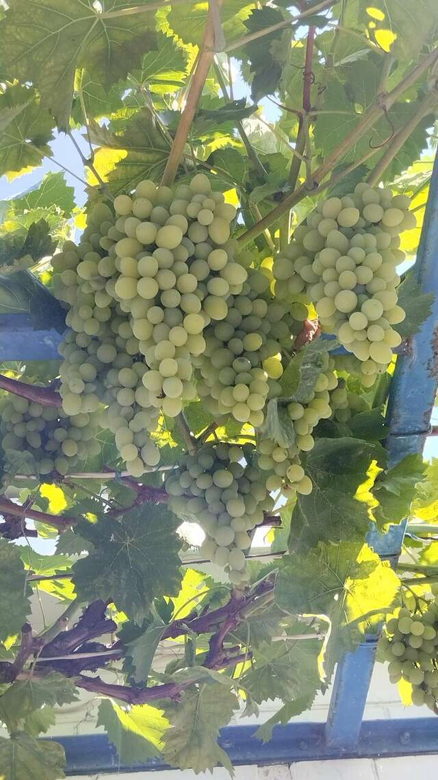 Гостиница Гостевой дом Анапа-95