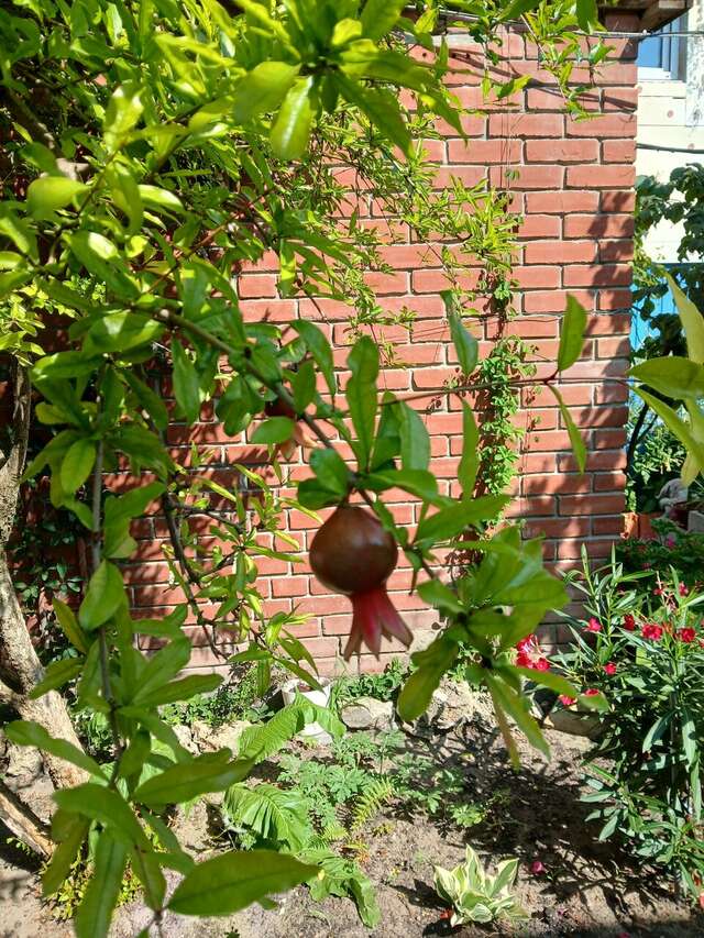 Гостиница Гостевой дом Анапа-92